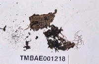 藏品(卷葉苔屬)的圖片